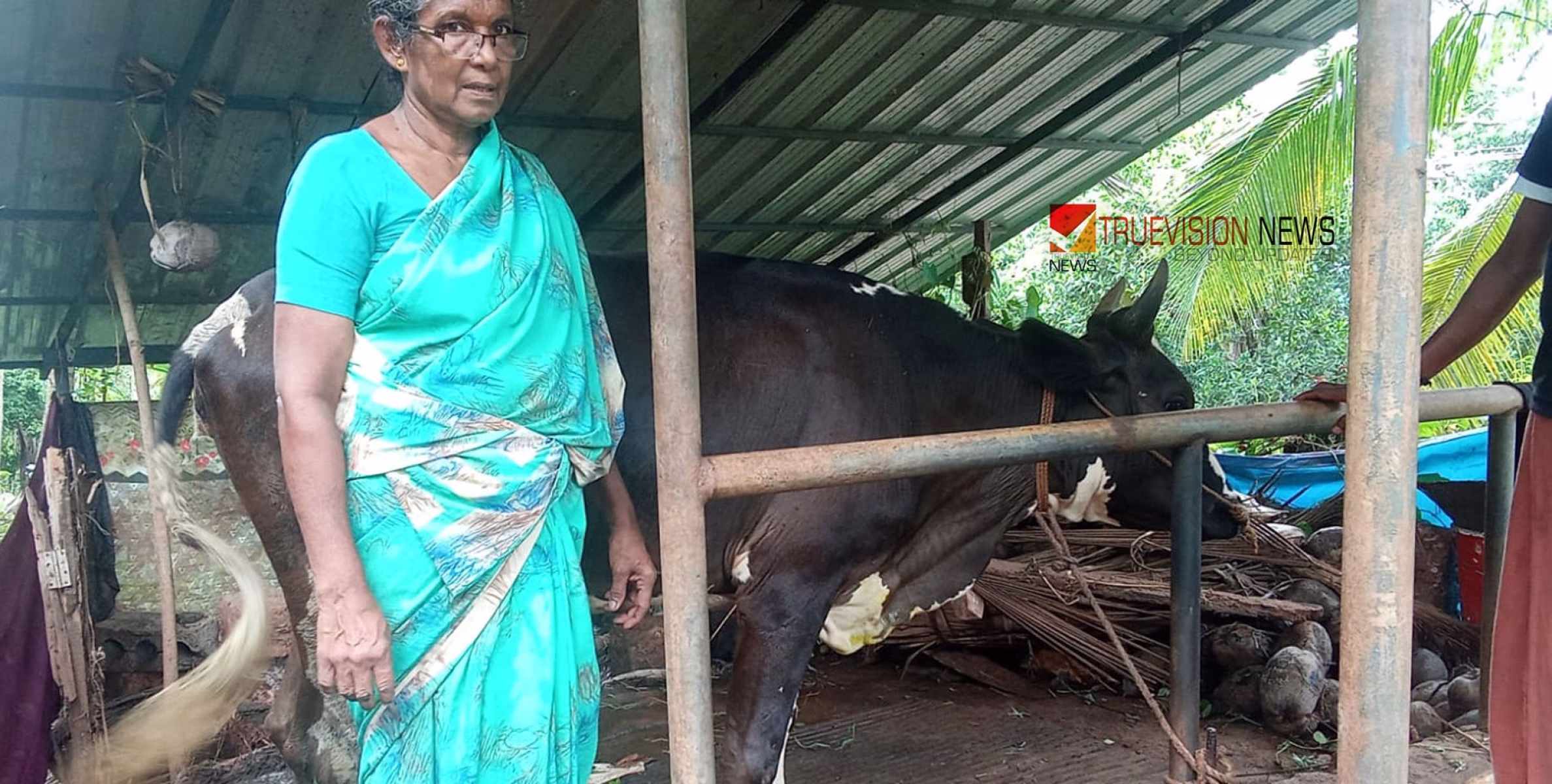 ആരോടും കൈനീട്ടാതെ .... ജീവിക്കാൻ വളർത്തിയ പശുവിന് നേരെയാണ്  കുറുക്കൻമാരുടെ അക്രമം;  കടിച്ചുകീറിയത് കമലയുടെ  ജീവിതമാർഗ്ഗം
