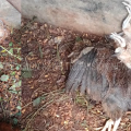 തെരുവു നായകളെക്കൊണ്ട് വലഞ്ഞ് പറമ്പല്‍ നിവാസികള്‍