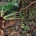 കാട്ടാനകൂട്ടം  ഇറങ്ങി; ചിറ്റാരിയിലും പൂവത്താം കണ്ടിയിലും വ്യാപക കൃഷി നാശം