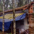 ശക്തമായ കാറ്റില്‍ വീടിന് മുകളില്‍ തെങ്ങ് വീണു