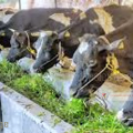 ക്ഷീരസംഘം ഭരണസമിതി അംഗങ്ങള്‍ക്ക് പരിശീലനം 26, 27ന്