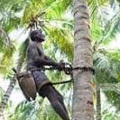 തെങ്ങ്കയറ്റ തൊഴിലാളികള്‍ക്ക് 'കേരസുരക്ഷ' ഇന്‍ഷുറന്‍സ് അപേക്ഷ ക്ഷണിച്ചു