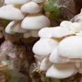 കൂണ്‍ കൃഷിക്ക് 30.25 ലക്ഷം  രൂപ അനുവദിച്ചു
