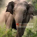 വയനാട്ടിൽ വീണ്ടും കാട്ടാന ആക്രമണം; സഹോദരങ്ങൾ രക്ഷപ്പെട്ടത് അത്ഭുതകരമായി
