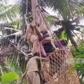 ഷോക്കേറ്റ തെങ്ങുകയറ്റ തൊഴിലാളിയെ രക്ഷപ്പെടുത്തി