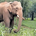 പേരാമ്പ്ര എസ്റ്റേറ്റിൽ കാട്ടാന ആക്രമണം ; വാച്ചർക്ക് പരിക്ക്