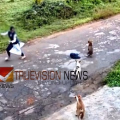 കല്ലാച്ചിയിൽ വിദ്യാർഥിനിക്ക് നേരെ പാഞ്ഞടുത്ത് തെരുവുനായകൂട്ടം; രക്ഷപ്പെട്ടത് തലനാരിഴയ്ക്ക്