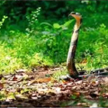 നമ്മുടെ ചുറ്റുമുള്ള പാമ്പുകള്‍ ; ബോധവത്ക്കരണ ക്ലാസ്