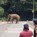 കൂട്ടുപുഴ  പാലത്തിനു മുകളിൽ തമ്പടിച്ച്  കാട്ടുകൊമ്പൻ ;   ഗതാഗതം തടസപ്പെട്ടു