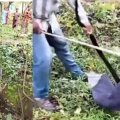 ചെറുവാഞ്ചേരിയിൽ ജനവാസ മേഖലയിൽ കൂറ്റൻ രാജവെമ്പാല ; മാർക്ക് പ്രവർത്തകൻ ബിജിലേഷ് കോടിയേരി സ്ഥലത്തെത്തി പിടികൂടി