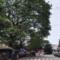 മാഹിപ്പാലത്തെ പോലീസ് എയ്ഡ് പോസ്റ്റിനു സമീപമുള്ള തണൽ വൃക്ഷം അപകട ഭീഷണിയിൽ ; ചില്ലകളെങ്കിലും മുറിക്കണമെന്നാവശ്യം