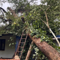തുലാമഴക്കൊപ്പം നാശം വിതച്ച് കാറ്റും ; പാനൂരിൽ മരം വീണ് വീട് തകർന്നു