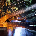 ശക്തമായ കാറ്റിലും മഴയിലും മരങ്ങള്‍ കടപുഴകി വീണു