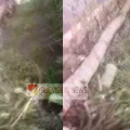 ചൊക്ലിയിൽ കടയിലേക്ക് പോകവെ തെങ്ങ് ദേഹത്ത് വീണ് വിദ്യാർത്ഥിക്ക് പരിക്ക്