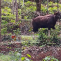 ചെറുവാഞ്ചേരി പാനൂർ റോഡിൽ പകൽ സമയത്തും കാട്ടുപോത്തുകൾ ; ജനം ഭീതിയിൽ