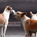 മാഹിയിൽ സ്കൂൾ വിട്ട് വരികയായിരുന്ന വിദ്യാർത്ഥിനിക്ക് തെരുവുനായയുടെ കടിയേറ്റു