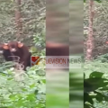 ചെറുവാഞ്ചേരിയിൽ കണ്ട കാട്ടുപോത്തുകൾ പാനൂരിനടുത്ത് വള്ള്യായിലെത്തി ; തുരത്താൻ ശ്രമം.