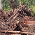 മനേക്കര വയലിൽ വ്യാപക മാലിന്യനിക്ഷേപം നാട്ടുകാർ ആശങ്കയിൽ