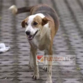 കർണാടകത്തിൽ നായ കടിയേറ്റാൽ 5000 ; കടിയേറ്റ് മരിച്ചാൽ കുടുംബത്തിന് 5 ലക്ഷം