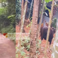 പാനൂരിനടുത്ത് വിളക്കോട്ടൂരിൽ റോഡിൽ കാട്ടുപോത്തുകൾ ; ജനം പരിഭ്രാന്തിയിൽ