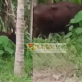 ഇനിയും പിടികൂടാനായില്ല ; ധർമ്മടം, പിണറായി, കതിരൂർ മേഖലകളിലെ ജനങ്ങളുടെ ഉറക്കം കെടുത്തി  കാട്ടുപോത്തിന്റെ   സഞ്ചാരം