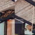 പലചരക്ക് കടയുടെ മേൽക്കൂരയിൽ കൂറ്റൻ പെരുമ്പാമ്പ്; മുഴപ്പിലങ്ങാട് ബീച്ചിൽ പരിഭ്രാന്തി