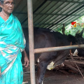 ആരോടും കൈനീട്ടാതെ .... ജീവിക്കാൻ വളർത്തിയ പശുവിന് നേരെയാണ്  കുറുക്കൻമാരുടെ അക്രമം;  കടിച്ചുകീറിയത് കമലയുടെ  ജീവിതമാർഗ്ഗം