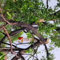 അപകടമരം; അഴിയൂർ കുഞ്ഞിപ്പള്ളിയിലെ അപകടഭീഷണിയായ മരം മുറിച്ചുമാറ്റണം