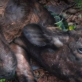ചുഴലിയിൽ പശുക്കിടാവിനെ അജ്ഞാത ജീവി കടിച്ചു കൊന്നു, പുലി തന്നെയാവാൻ സാധ്യതയെന്ന് വനം വകുപ്പ്