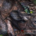 തളിപ്പറമ്പിൽ പശുക്കിടാവിനെ അജ്ഞാത ജീവി കടിച്ചു കൊന്നു ; പുലിയാവാൻ സാധ്യതയെന്ന് വനം വകുപ്പ്
