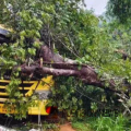  ദാരുണം...! സ്കൂള്‍ ബസിന് മുകളിലേക്ക് മരം വീണ് അഞ്ചുവയസുകാരി മരിച്ചു, രണ്ട് കുട്ടികൾക്ക് പരിക്ക് 