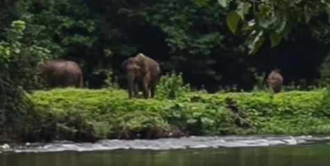 ആറളം വനാതിർത്തിയിലെ മുട്ടുമാറ്റി ആനത്താവളമായി: ചീങ്കണ്ണിപ്പുഴയോരത്ത് കാഴ്ചക്കാരുടെ തിരക്ക്