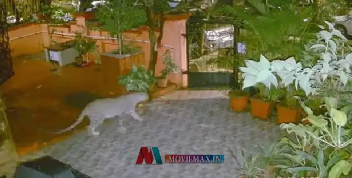 ആളുകള്‍ താമസിക്കുന്ന ബില്‍ഡിംഗിന് താഴെ പുള്ളിപ്പുലി; വീഡിയോ വൈറൽ 