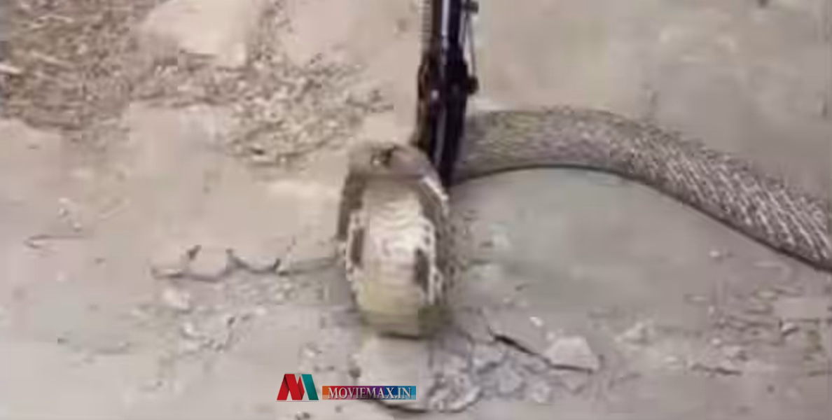 #cobras |അധ്യാപകന്‍റെ കിടപ്പുമുറിയില്‍ നിന്നും പിടികൂടിയത് ഒന്നും രണ്ടുമല്ല, അഞ്ച് മൂര്‍ഖന്‍ പാമ്പുകളെ !