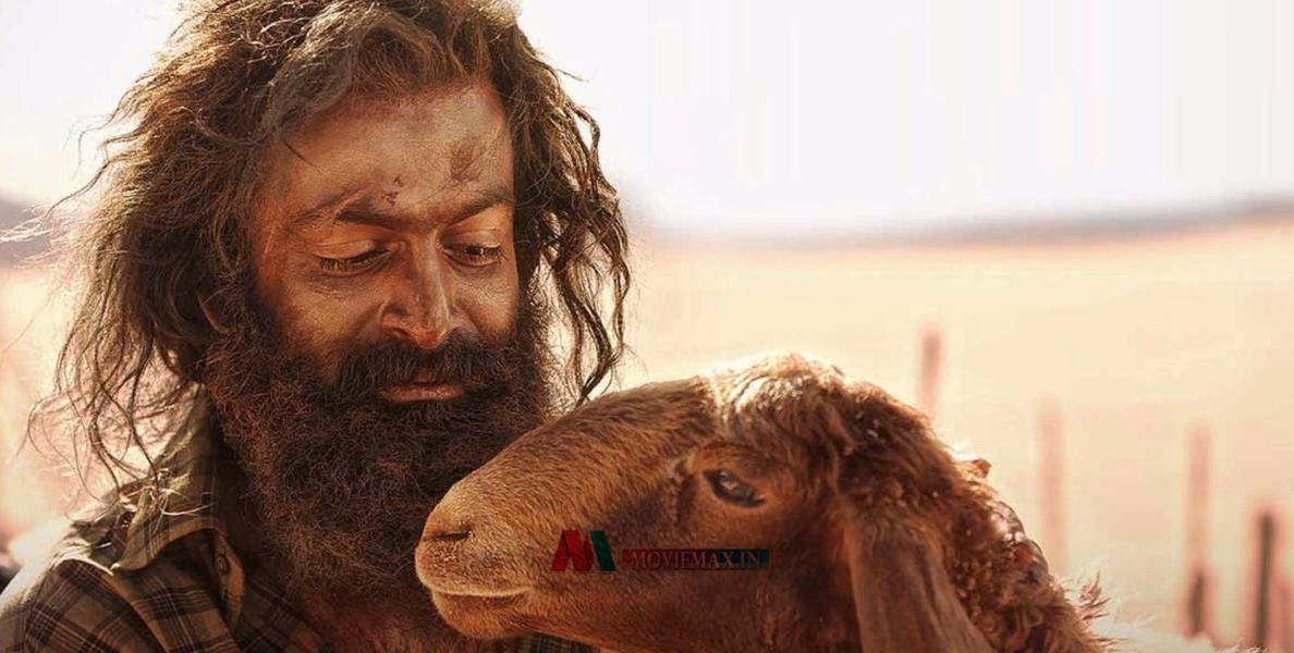 #Aadujeevitham|ചെറിയ പെരുന്നാൾ വലുതാക്കി ആടുജീവിതം 