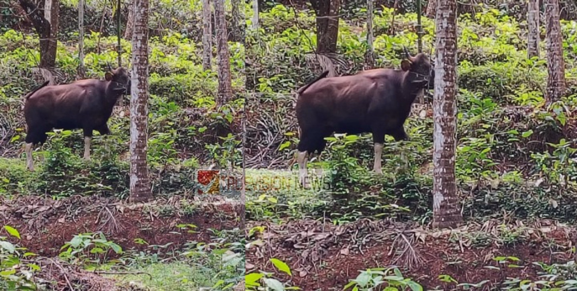 ചെറുവാഞ്ചേരി പാനൂർ റോഡിൽ പകൽ സമയത്തും കാട്ടുപോത്തുകൾ ; ജനം ഭീതിയിൽ