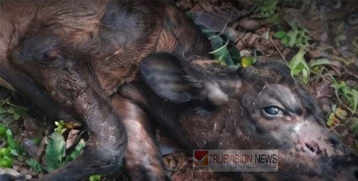 തളിപ്പറമ്പിൽ പശുക്കിടാവിനെ അജ്ഞാത ജീവി കടിച്ചു  കൊന്നു ; പുലിയാവാൻ സാധ്യതയെന്ന് വനം വകുപ്പ്
