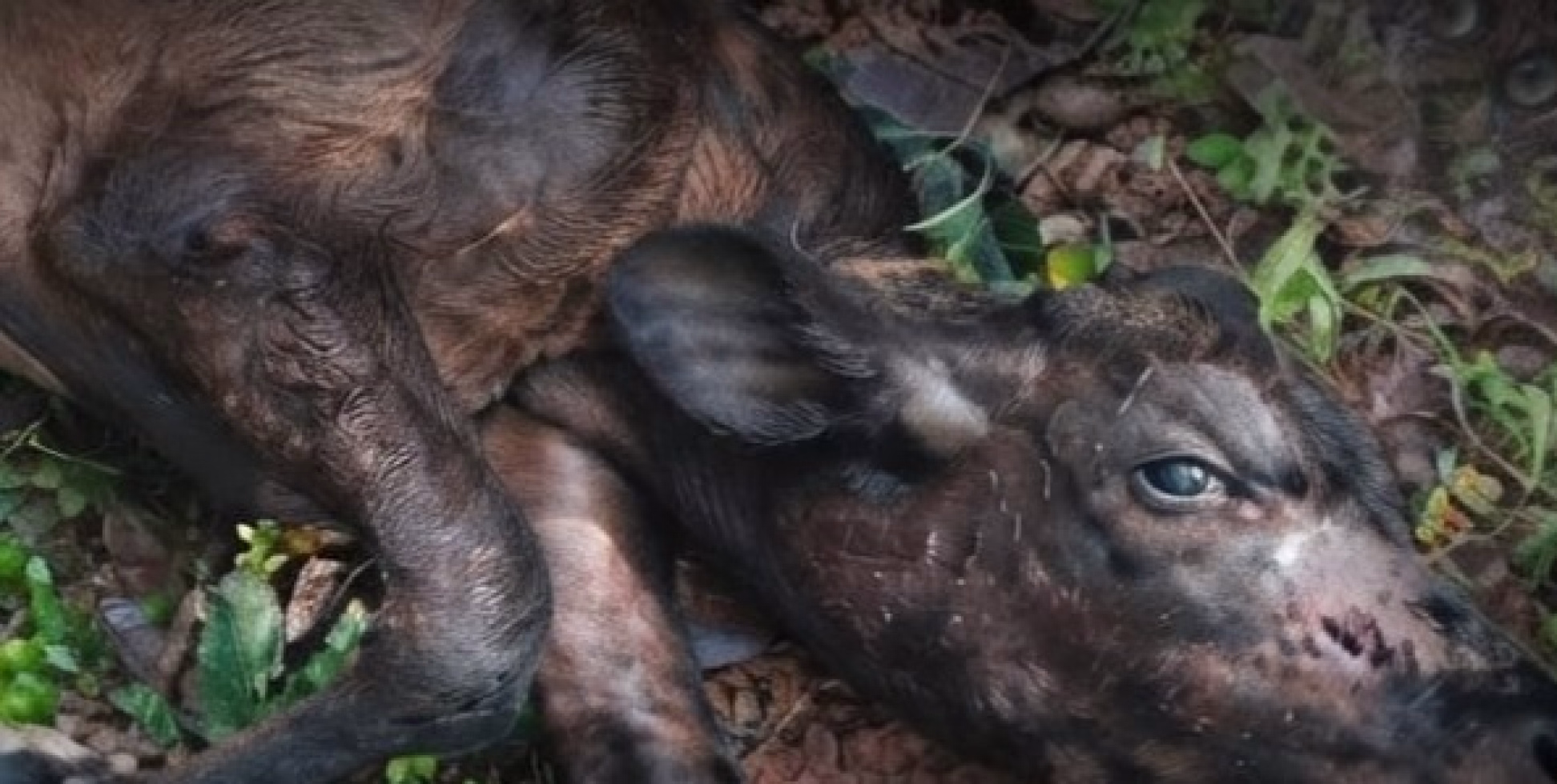 ചുഴലിയിൽ പശുക്കിടാവിനെ അജ്ഞാത ജീവി കടിച്ചു കൊന്നു, പുലി തന്നെയാവാൻ സാധ്യതയെന്ന് വനം വകുപ്പ്