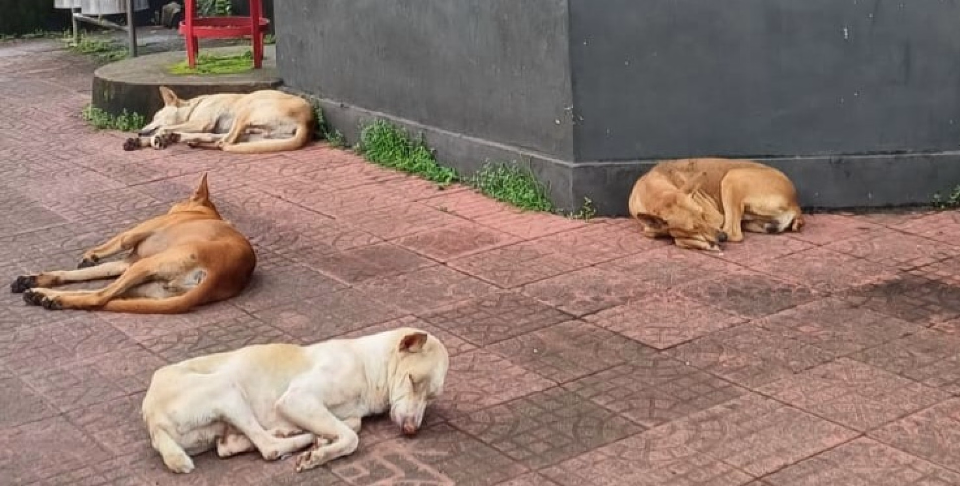 സംസ്ഥാനത്ത് ആദ്യമായി തെരുവ് നായ്ക്കൾക്ക് ഷെൽട്ടറുമായി തളിപ്പറമ്പ് നഗരസഭ